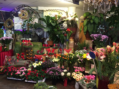 Blumenhaus Rogge - Lotterstrasse